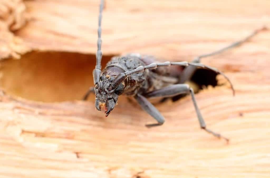 Insectes xylophage