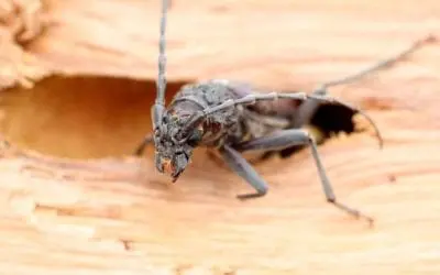 Les insectes xylophages