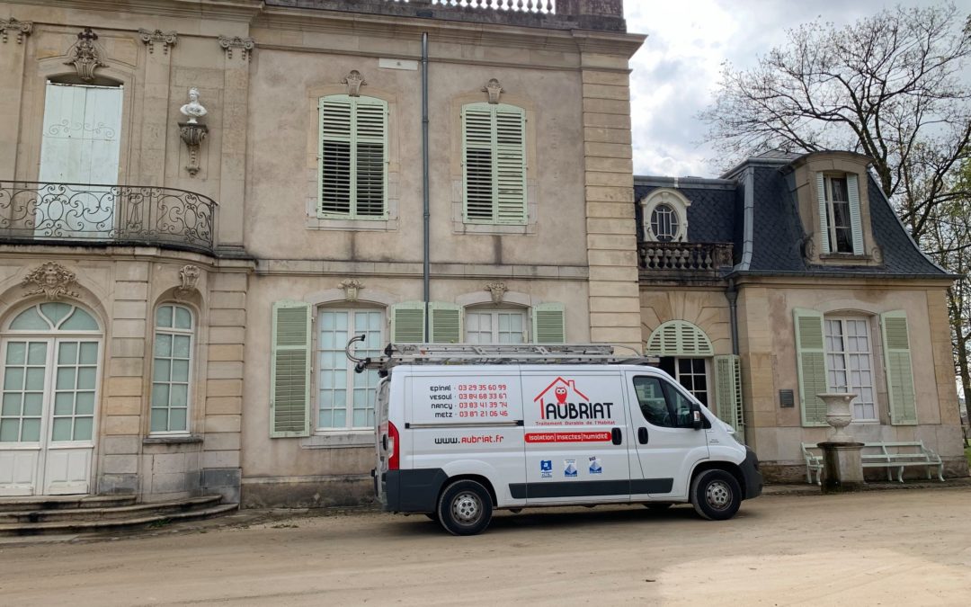Champignon Lignivore : attention aux invasions sur votre charpente !
