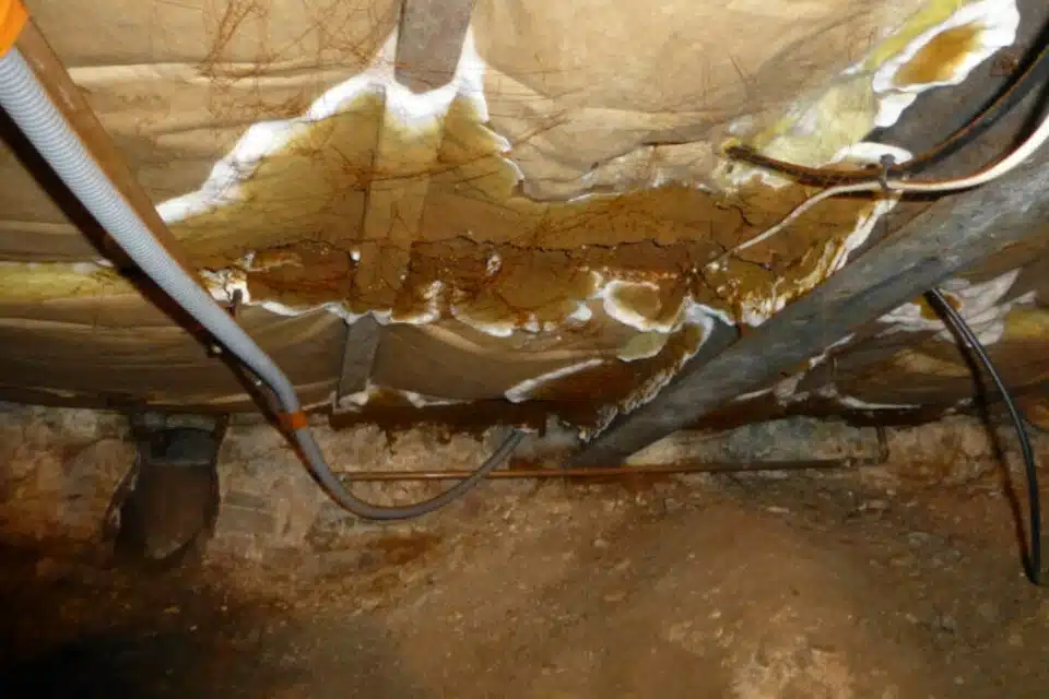 Mérule à nancy et Strasbourg: Un cave attaqué par le champignon